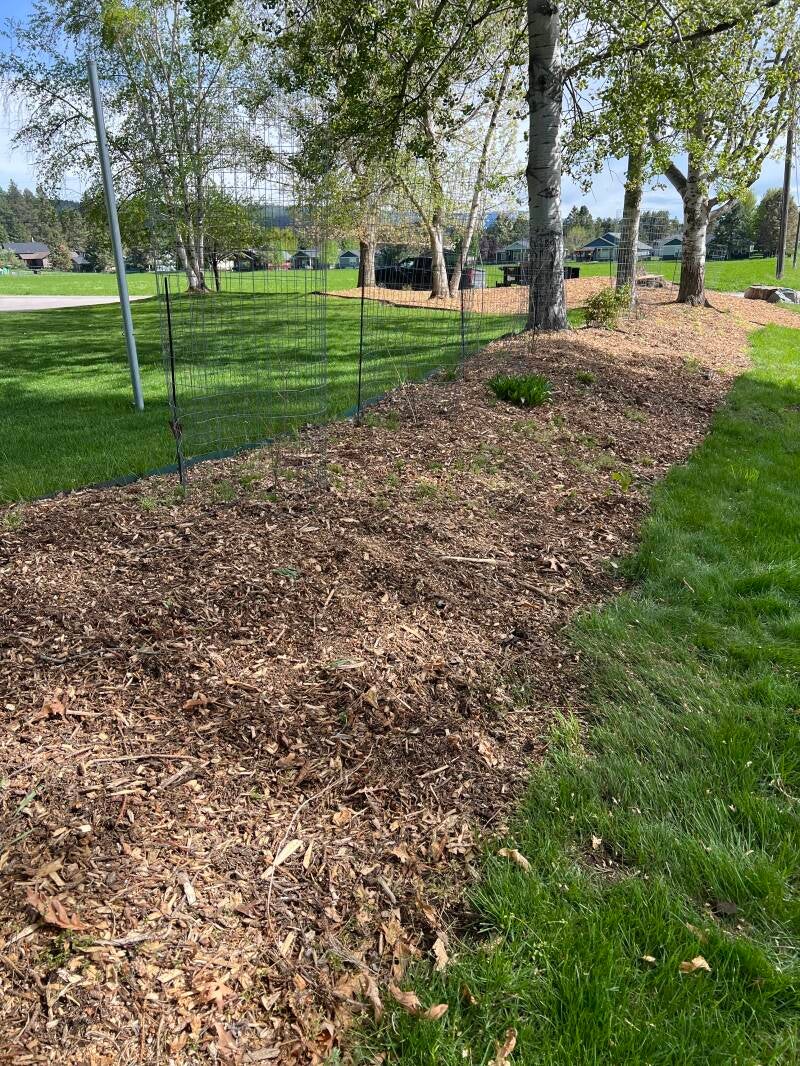 Ground three stumps in bigfork Montana. Can hardly tell there were stumps ever there
