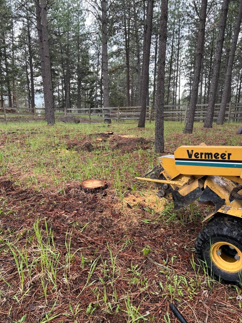 Preparing to grind stumps in kalispell montana