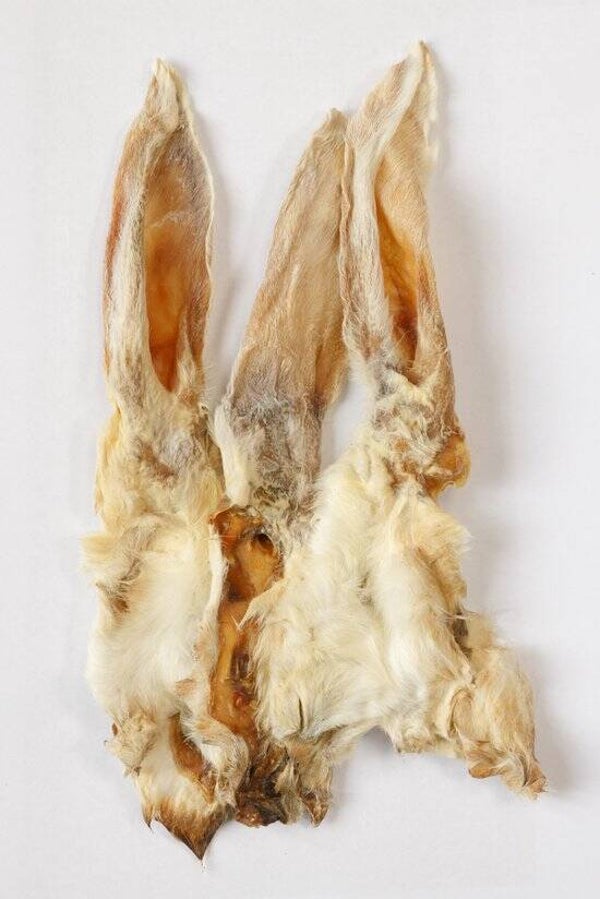 Konijnenoren met haar