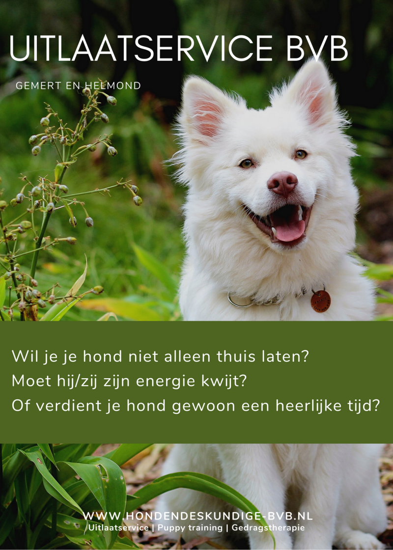 Wil je je hond niet alleen thuis laten?