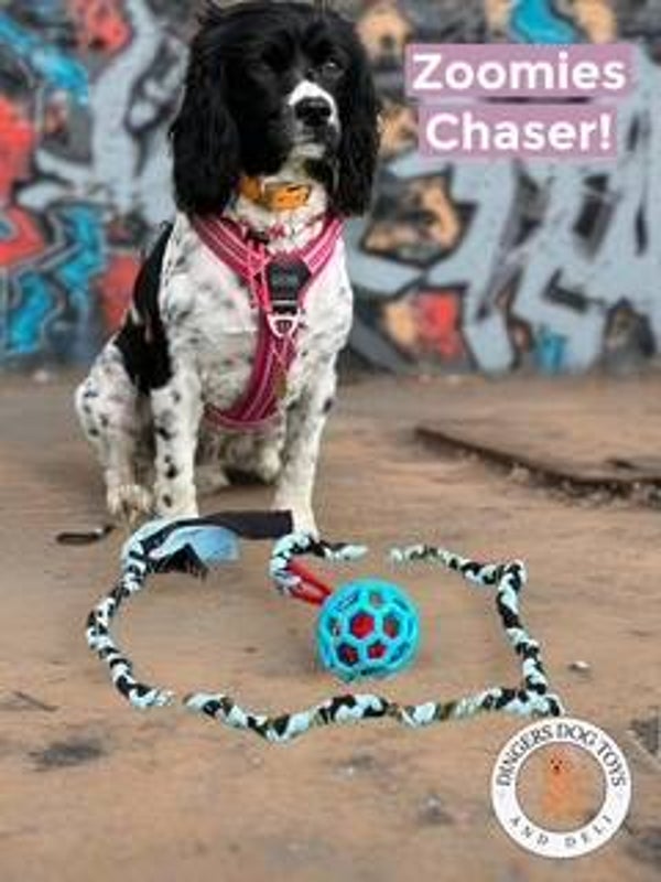 Zoomies Chaser