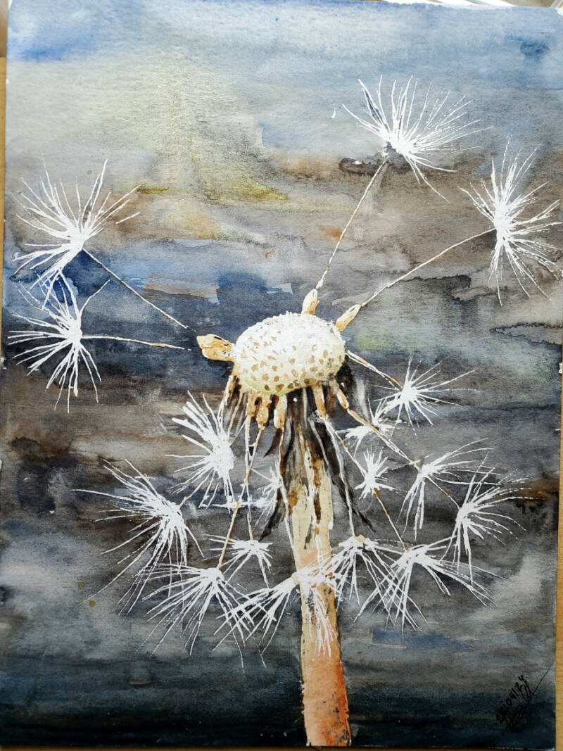 Der gelbe Löwenzahn ist übergegangen in eine weiße Pusteblume.