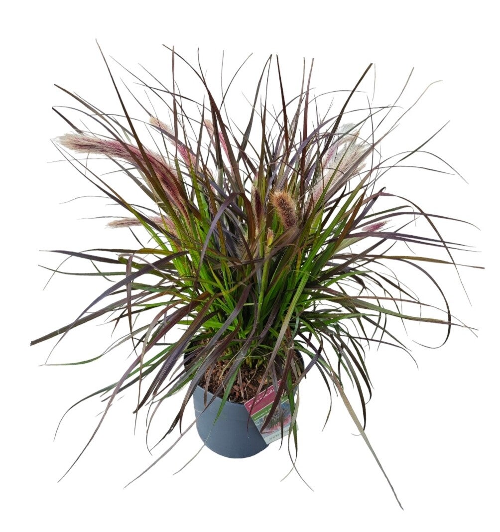 Pennisetum advena ‘Tiny Tails’ – Pot Ø19 cm