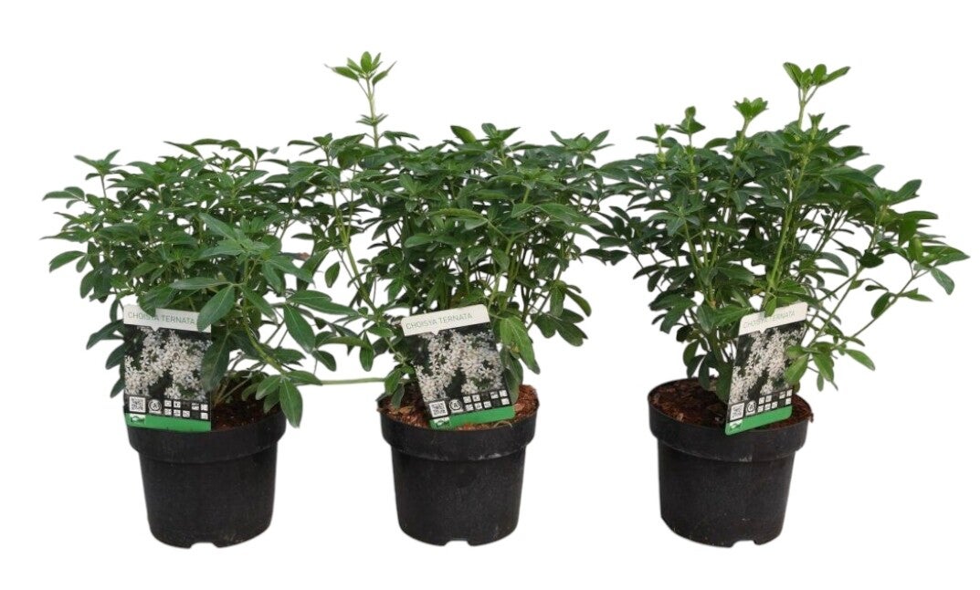 Oranger du Mexique - Choisya Ternata C3L 25/30