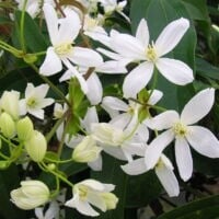 Clématite d'Armand - Clematis Armandii C2L