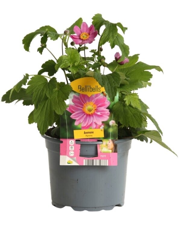 Anemone × hybrida 'Pamina' - P17