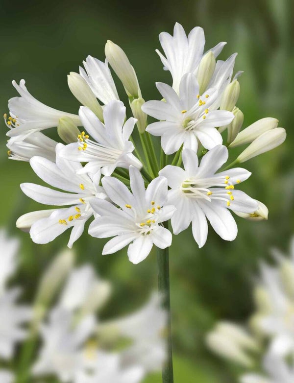 Agapanthus 'Summer Love White' – Pot 10,5 cm