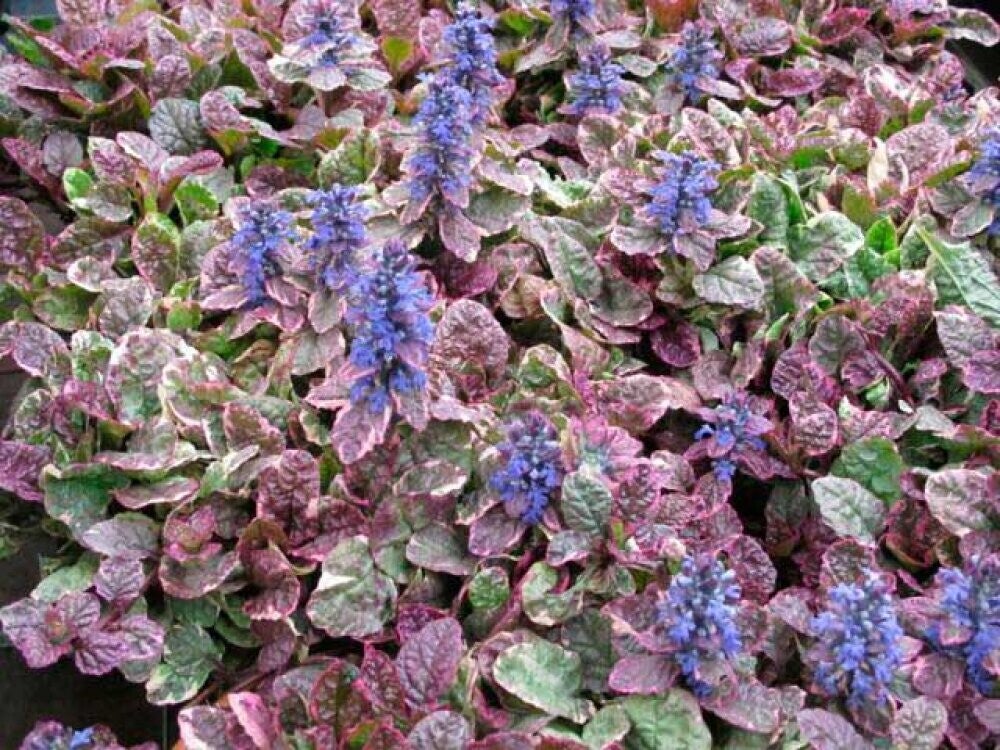 Ajuga reptans 'Burgundy Glow' – Pot 10,5 cm