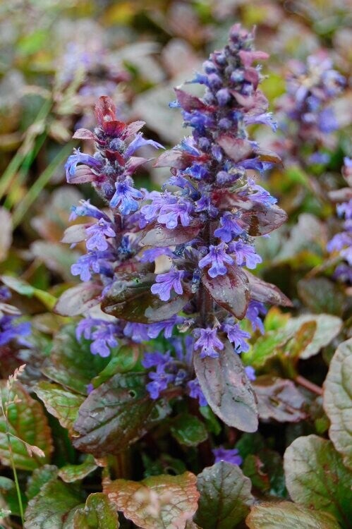 Ajuga reptans 'Braunherz' – Pot 10,5 cm