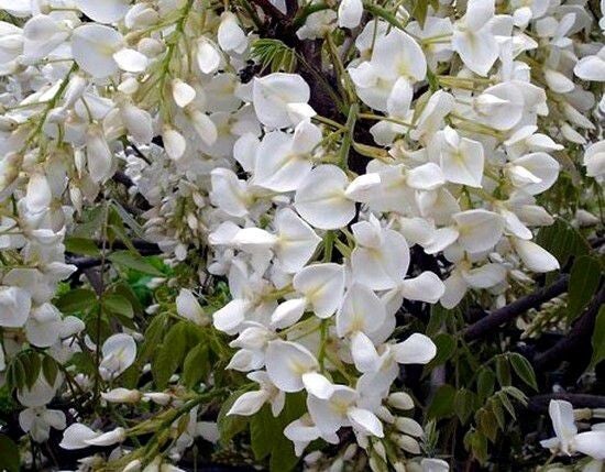Glycine de Chine – Wisteria sinensis ‘Alba’ – C2L 70/+