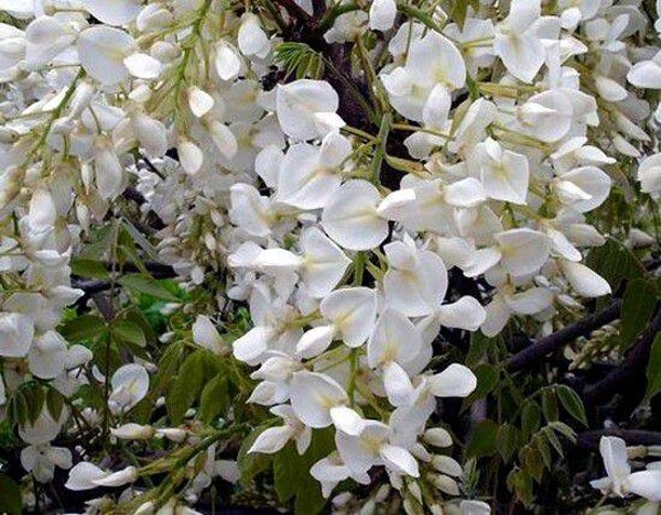 Glycine de Chine – Wisteria sinensis ‘Alba’ – C2L 70/+