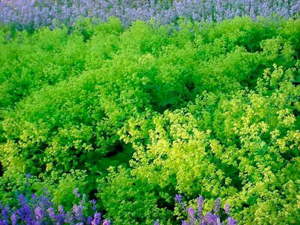 Alchemilla mollis - Alchémille - P10,5