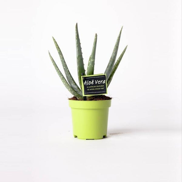 Aloë Vera P10,5