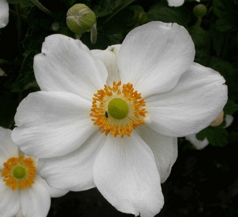 Anemone hybrida 'Honorine Jobert'  P10,5