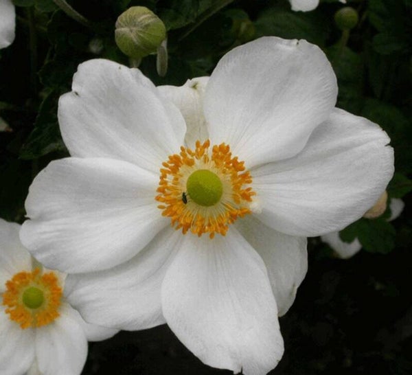 Anemone hybrida 'Honorine Jobert'  P10,5