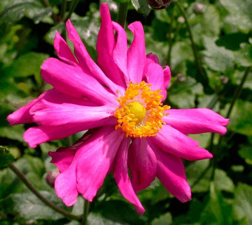 Anemone hupehensis 'Prinz Heinrich'  P10,5