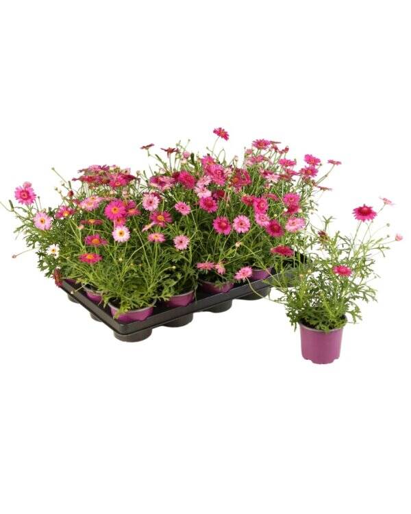 Anthemis extra mauve P10,5