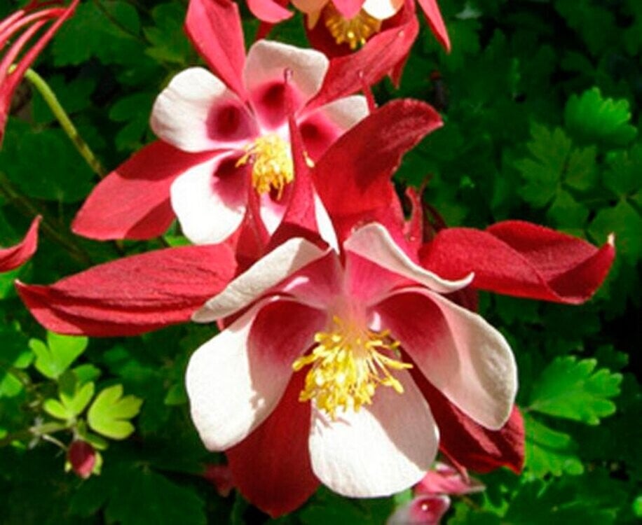 Aquilegia 'Crimson Star' P10,5