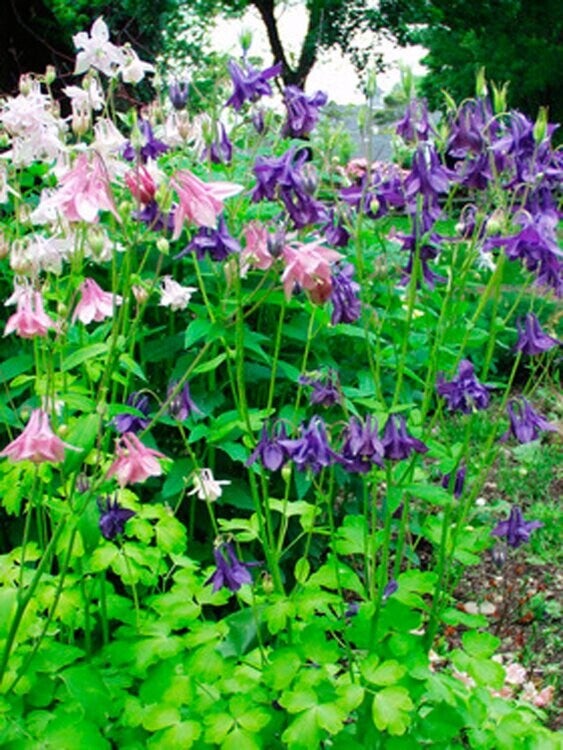Aquilegia 'Biedermeier' P10,5