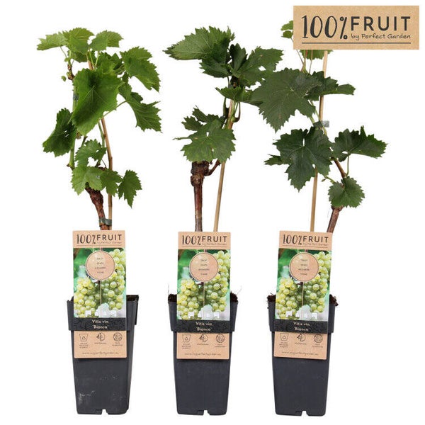 Vigne Blanche de France - Vitis Bianca P15,5