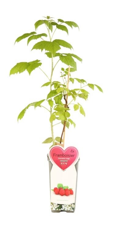 Framboisier remontant - Rubus idaeus ‘Autumn Bliss’