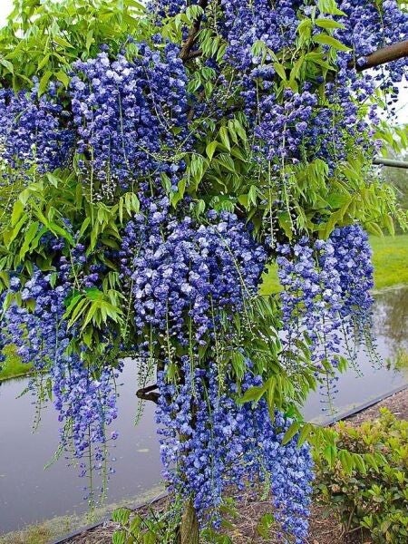Glycine ‘Blue Moon’ – Wisteria macrostachya ‘Blue Moon’ – Pot de 2L (70 cm et +)