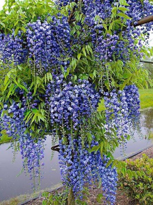 Glycine ‘Blue Moon’ – Wisteria macrostachya ‘Blue Moon’ – Pot de 2L (70 cm et +)
