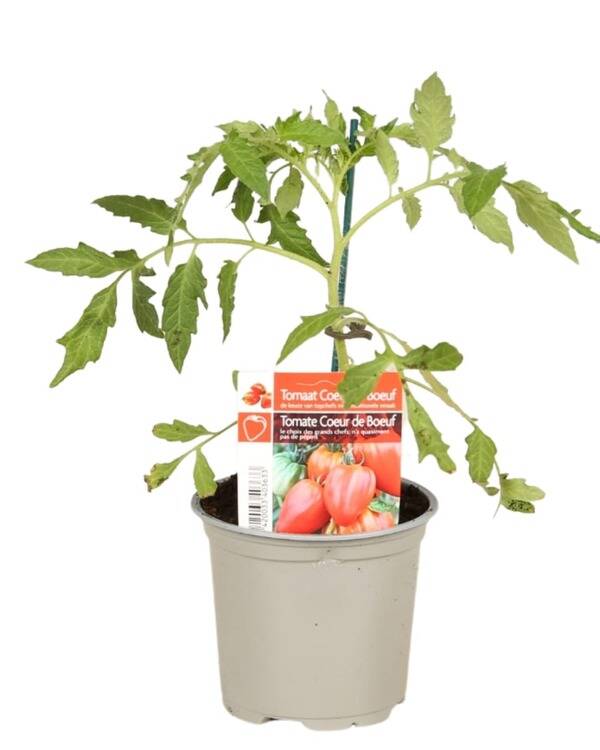 Tomate 'Cœur de Bœuf' P10,5