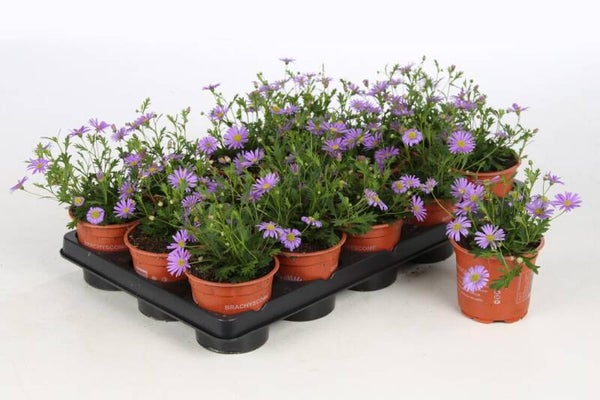 Brachycoma bleu P10,5