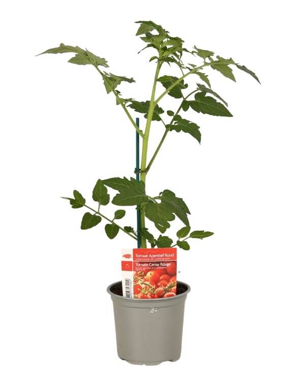 Tomates cerises P10,5