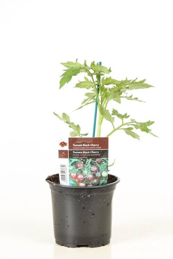 Tomate 'Black Cherry'  P10,5