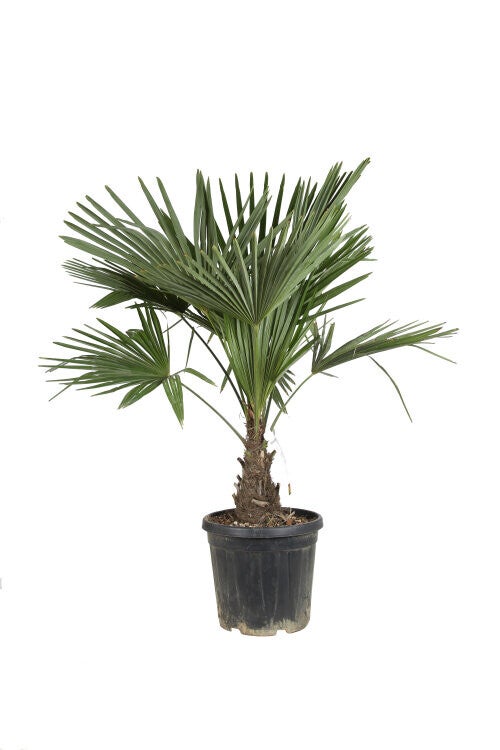 Palmier de Chine - Trachycarpus Fortunei C30/+ Tronc
