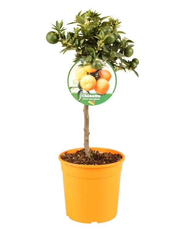 Citrus Aurantium 'Chinotto' – Mini Tige P19