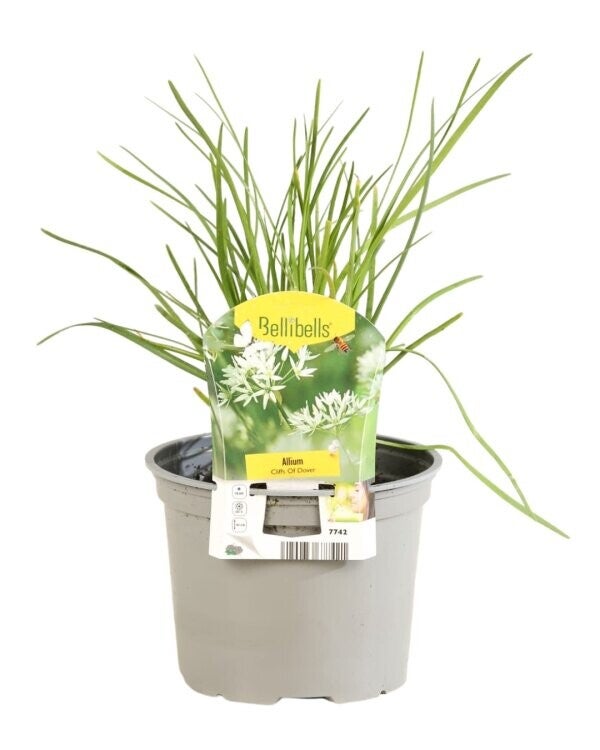 Allium tuberosum 'Cliffs Of Dover' - Ciboulette chinoise - P17