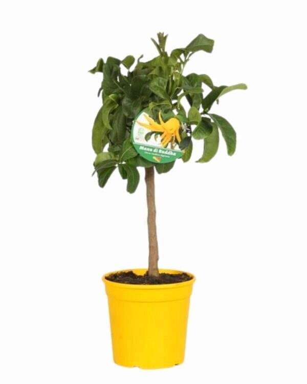 Citrus Medica 'Main de Bouddha' – Mini Tige P22