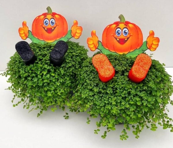 Soleirolia soleirolii P11 – Édition Halloween