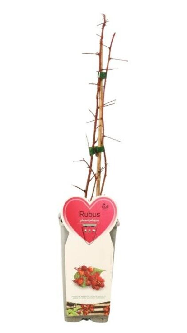 Raisin du Japon - Rubus phoenicolasius C2L 50/60