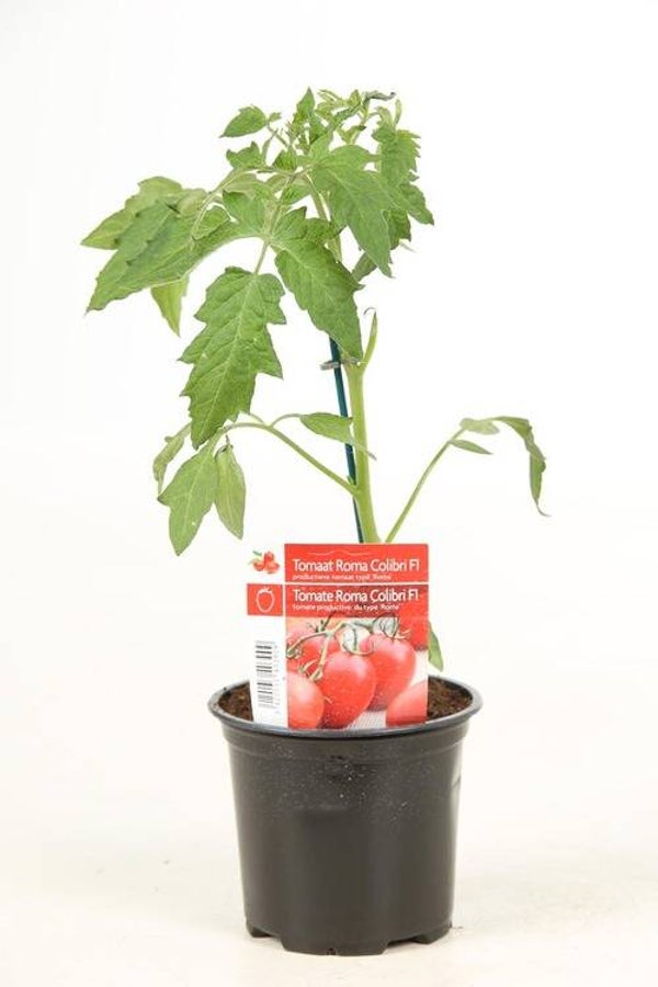 Tomate Roma Colibri F1 P10,5