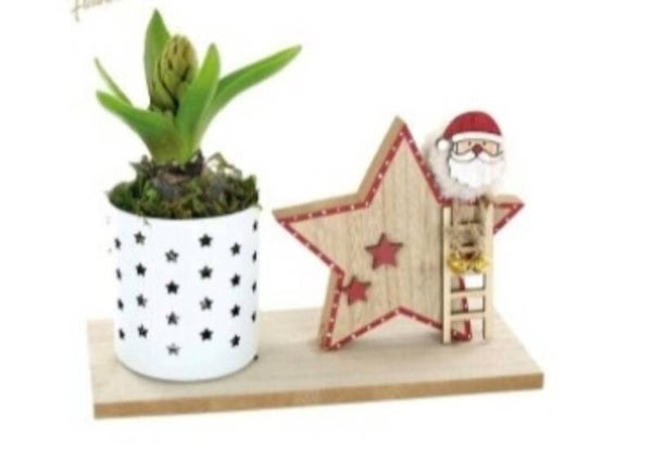 Composition de jacinthes - 18