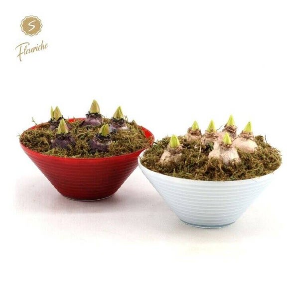 Composition de jacinthes - 19