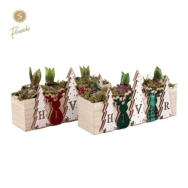 Composition de jacinthes - 22