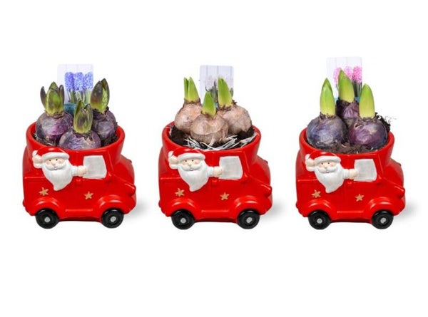 Composition de jacinthes - 25