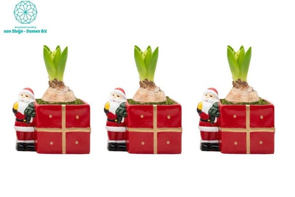 Composition de jacinthes - 28