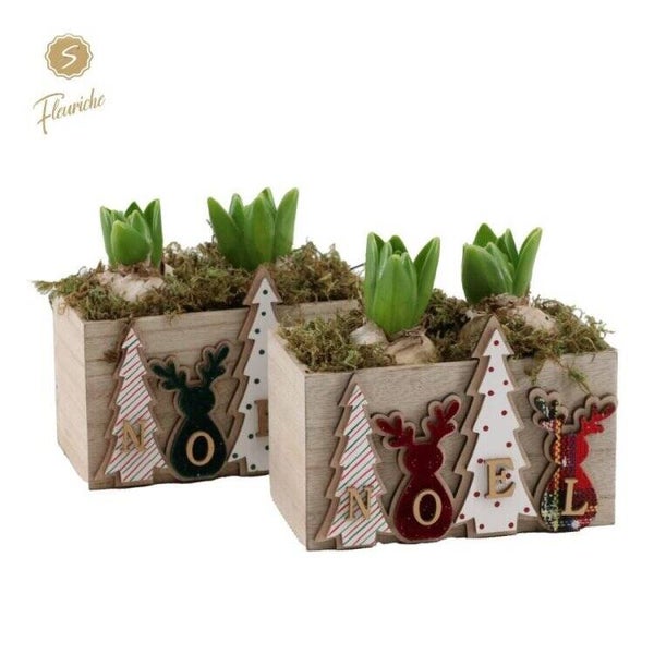 Composition de jacinthes - 4