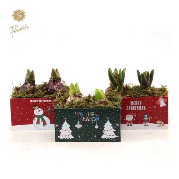 Composition de jacinthes - 5