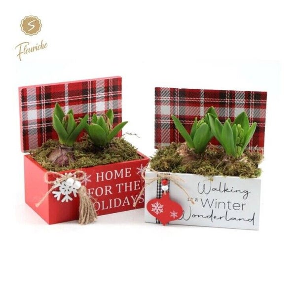 Composition de jacinthes - 6