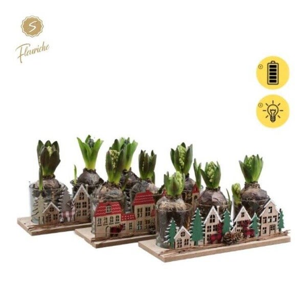 Composition de jacinthes lumineuse - 8