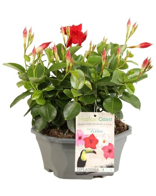 Coupe de dipladénia