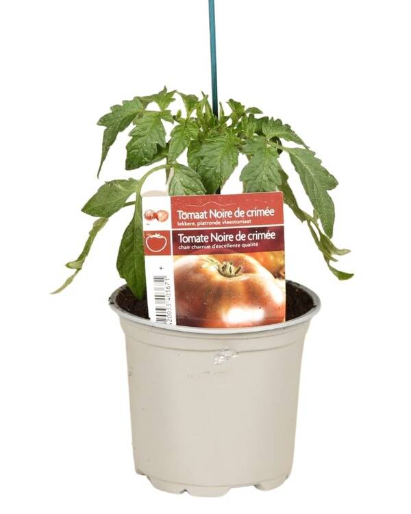 Tomate noire de crimée P10,5