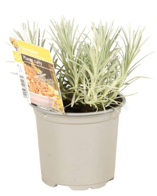 Plante curry P10,5